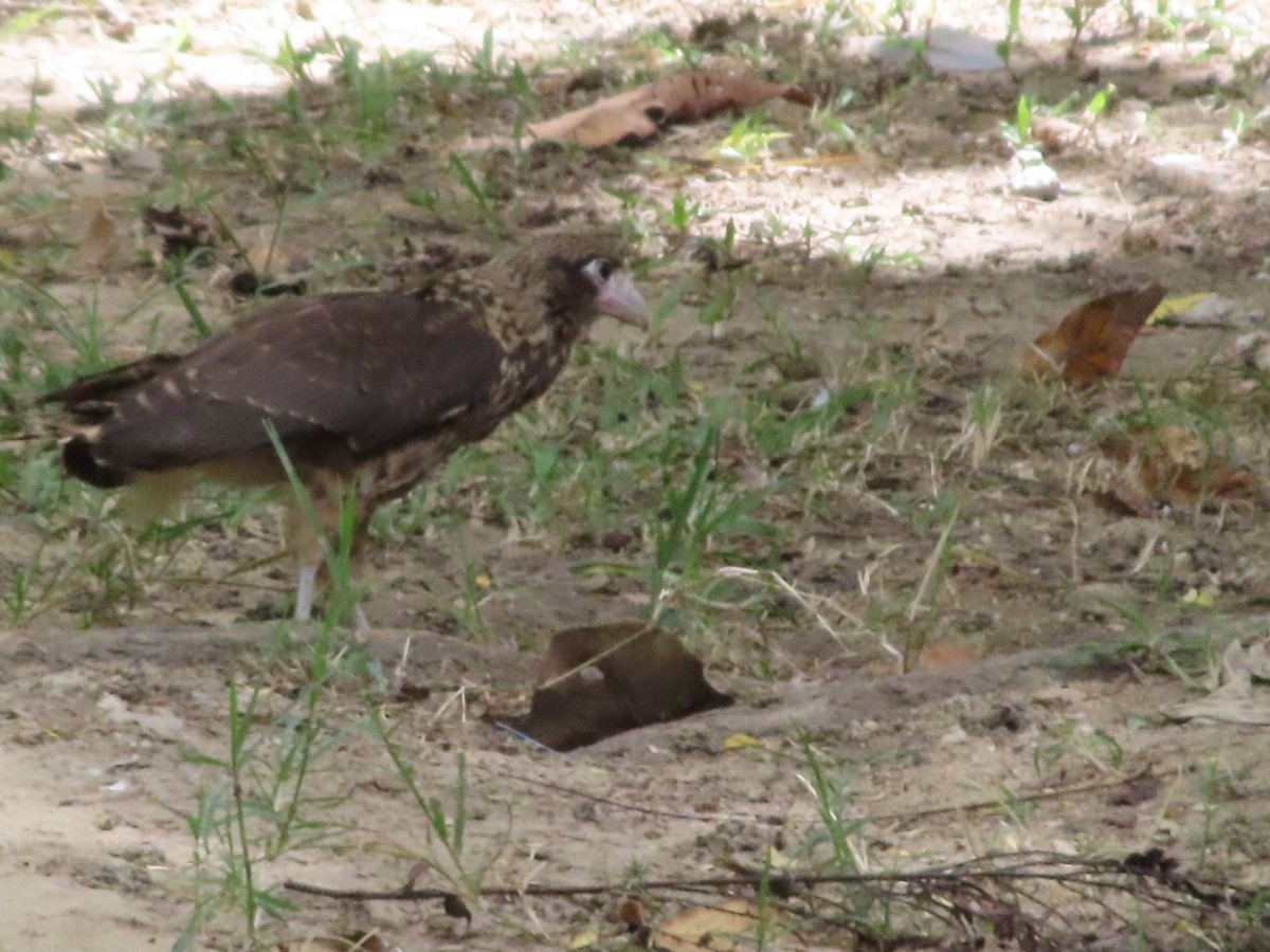 Yellow-headed Caracara - ML645504194