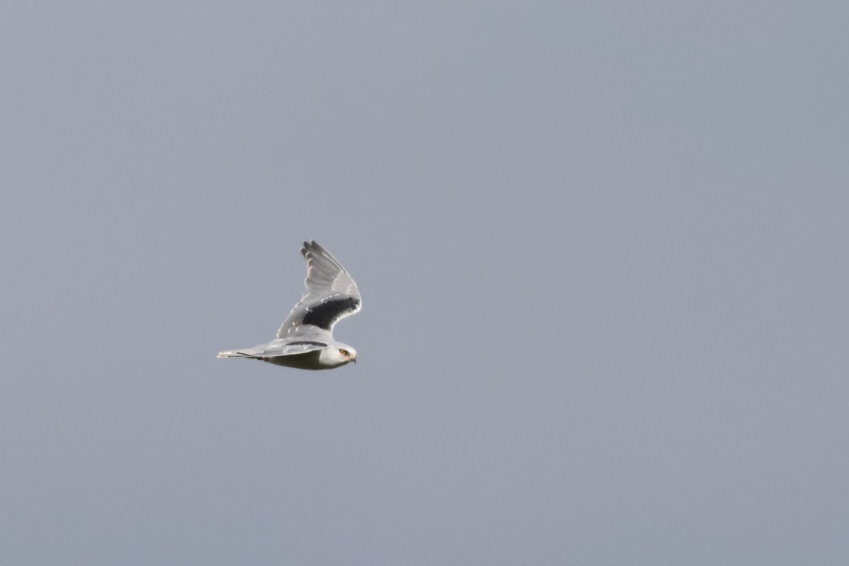 Black-winged Kite - ML645504195