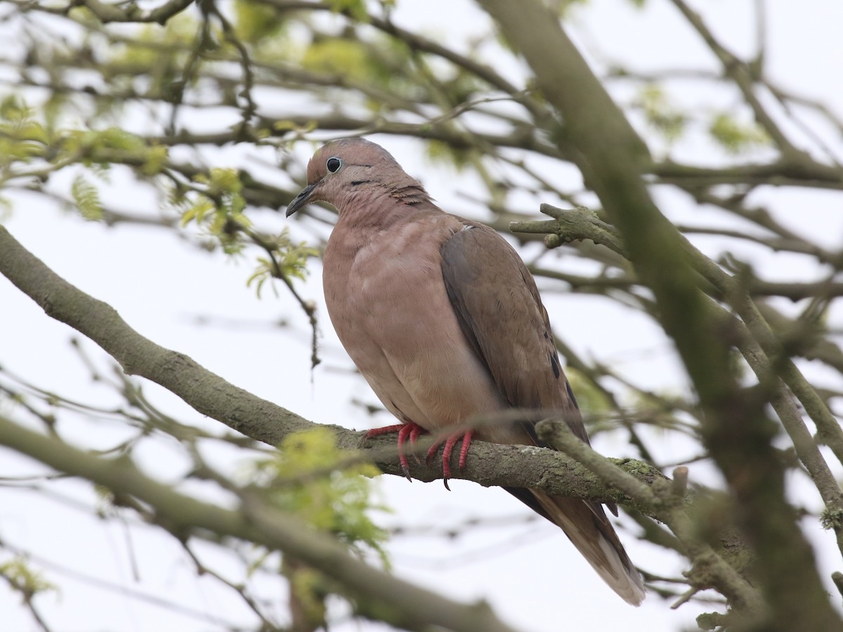 Eared Dove - ML645504196