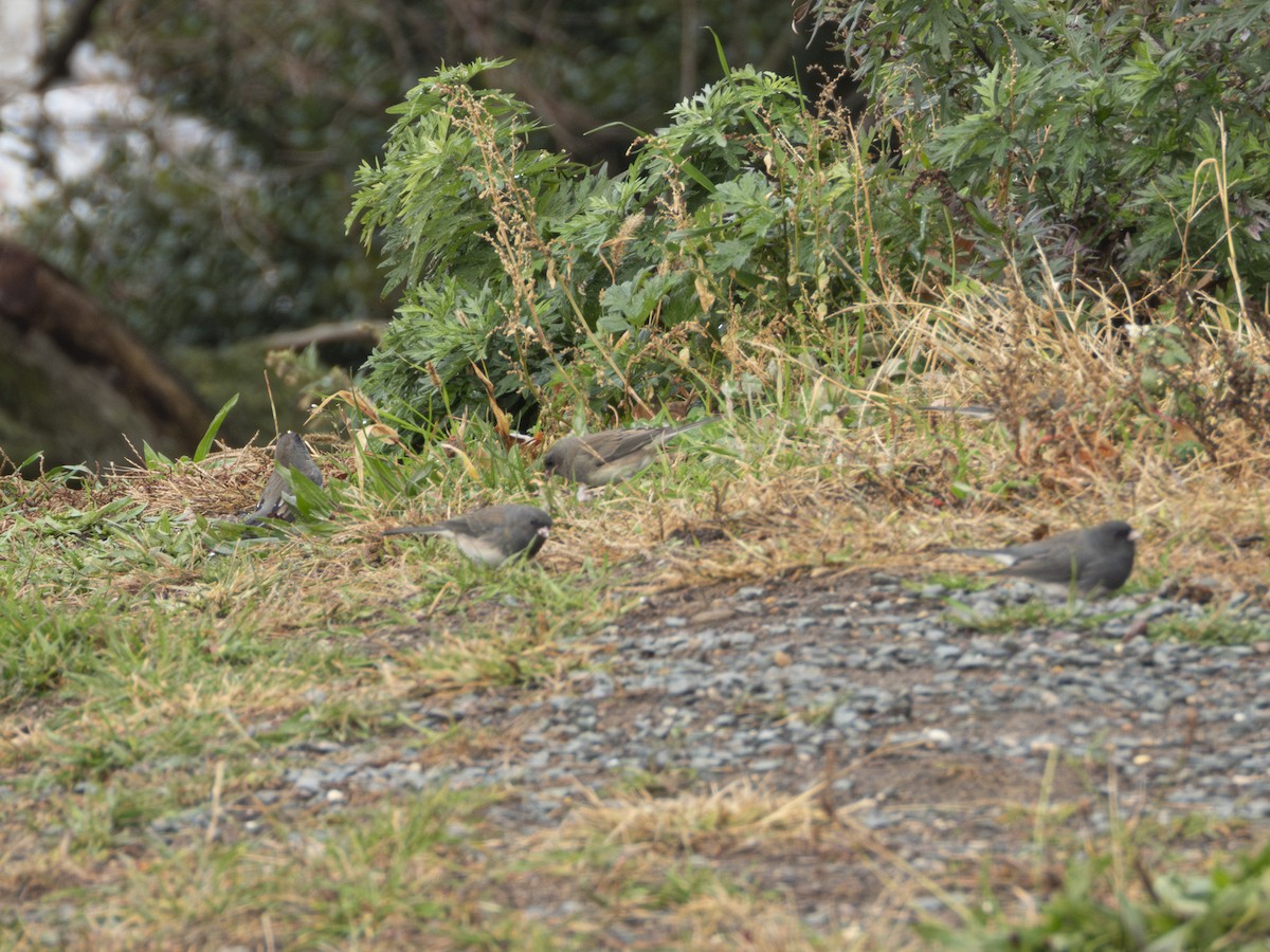 Dark-eyed Junco - ML645504198