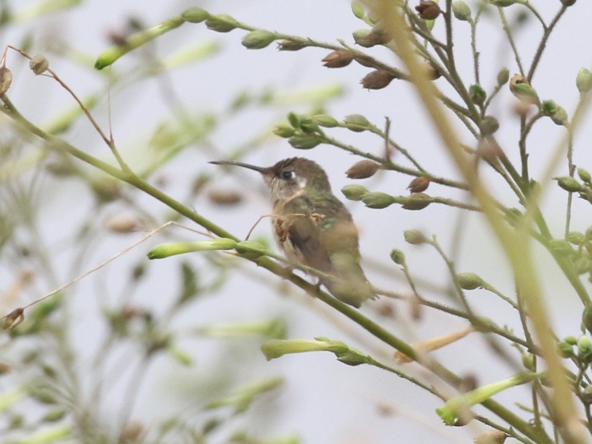 Purple-collared Woodstar - ML645504203