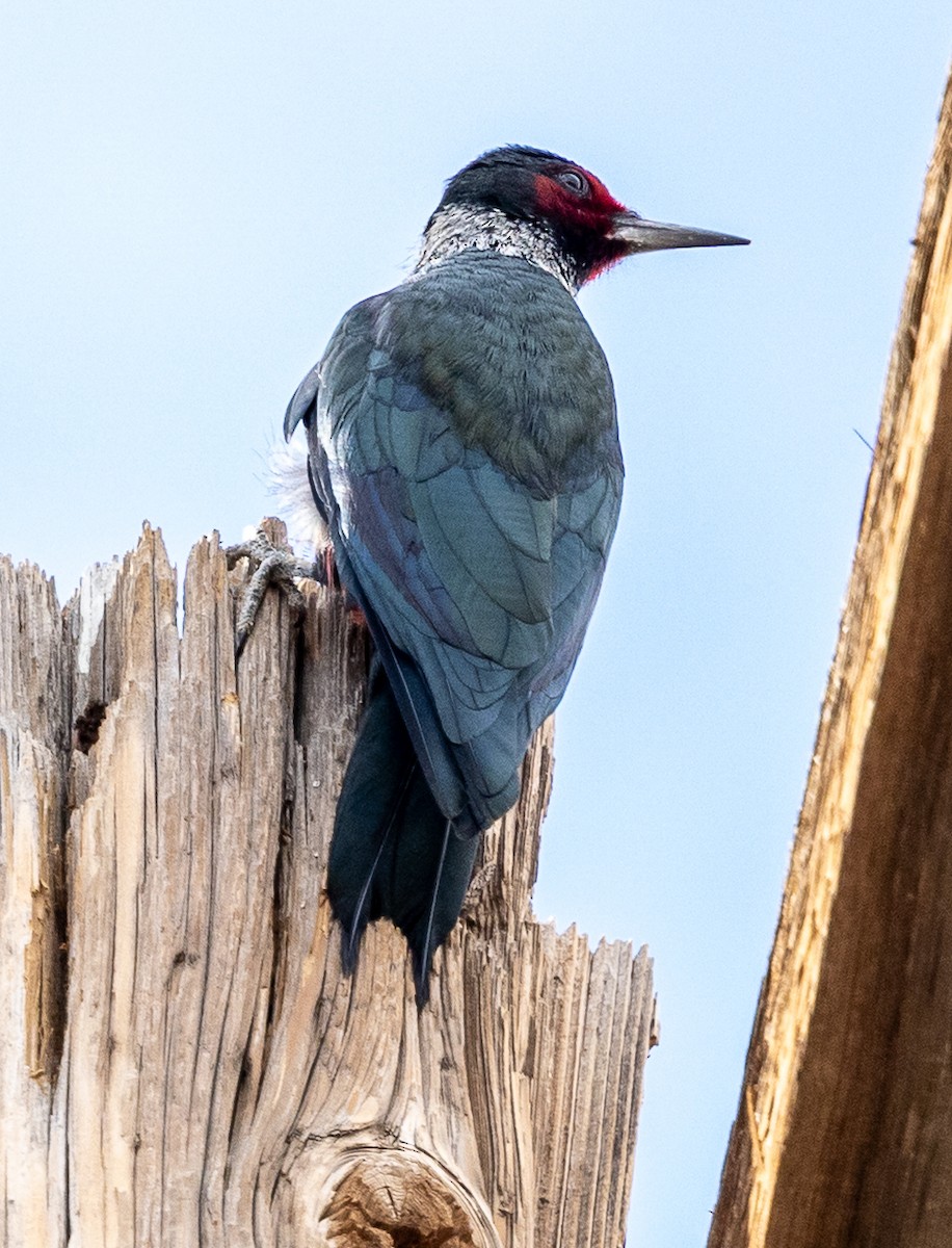 Lewis's Woodpecker - ML645504204