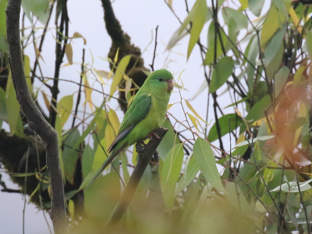 Mountain Parakeet - ML645504216