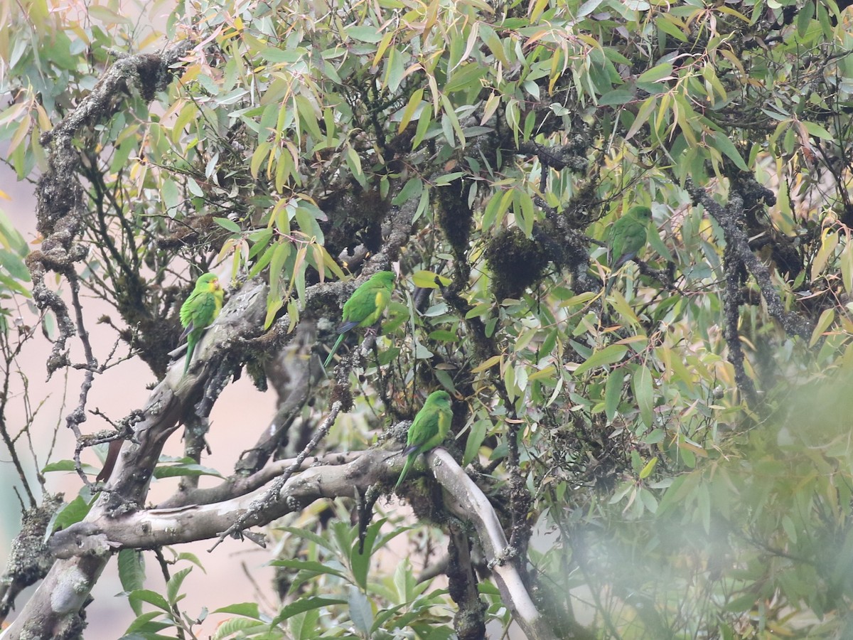 Mountain Parakeet - ML645504217