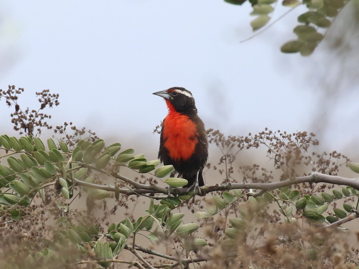ペルームネアカマキバドリ - ML645504226