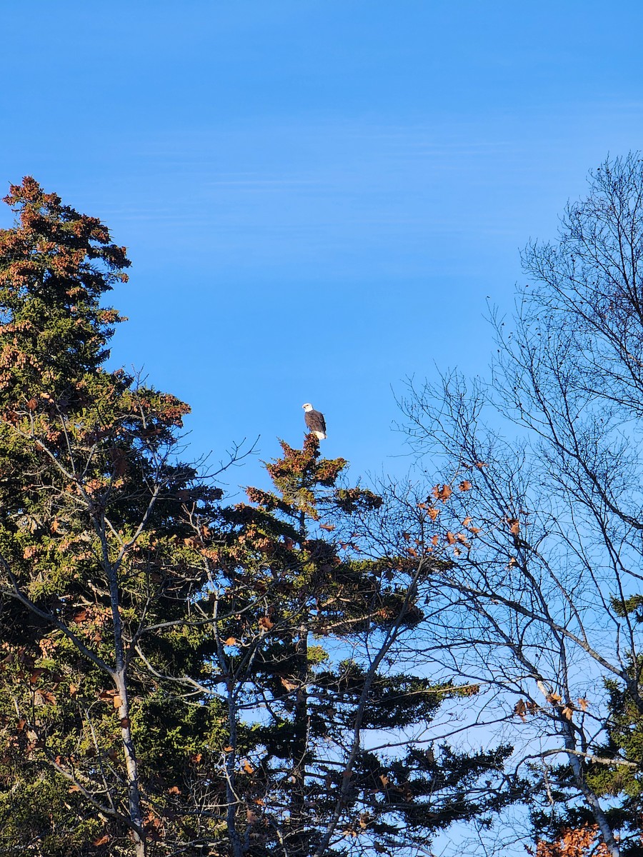 Bald Eagle - ML645504229