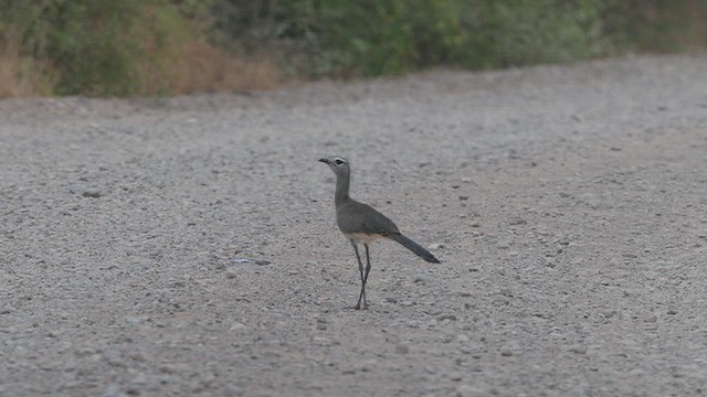 Black-legged Seriema - ML645504236