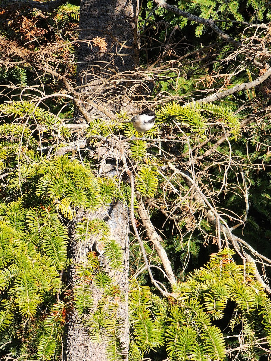 Black-capped Chickadee - ML645504237