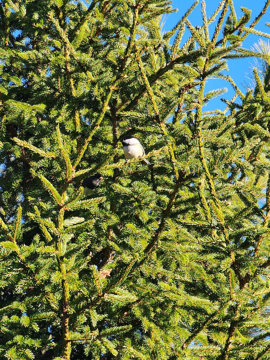 Black-capped Chickadee - ML645504238