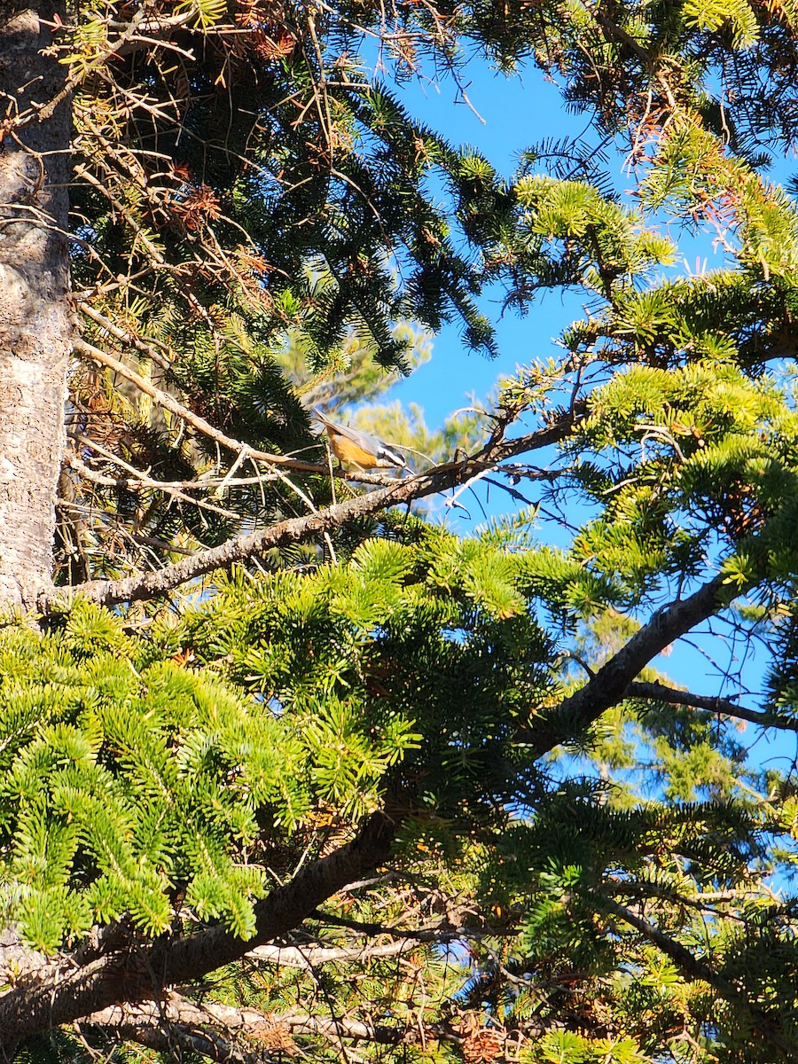 Red-breasted Nuthatch - ML645504241