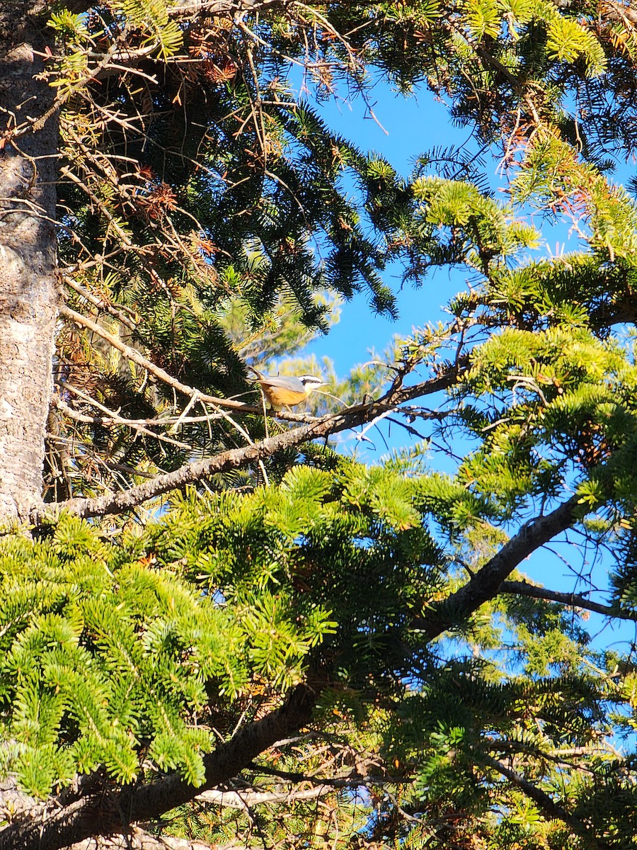 Red-breasted Nuthatch - ML645504242