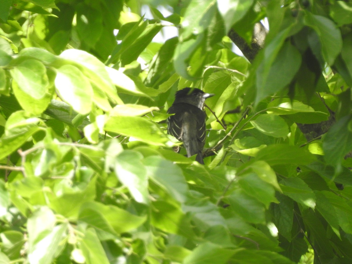 White-winged Becard - ML645504247