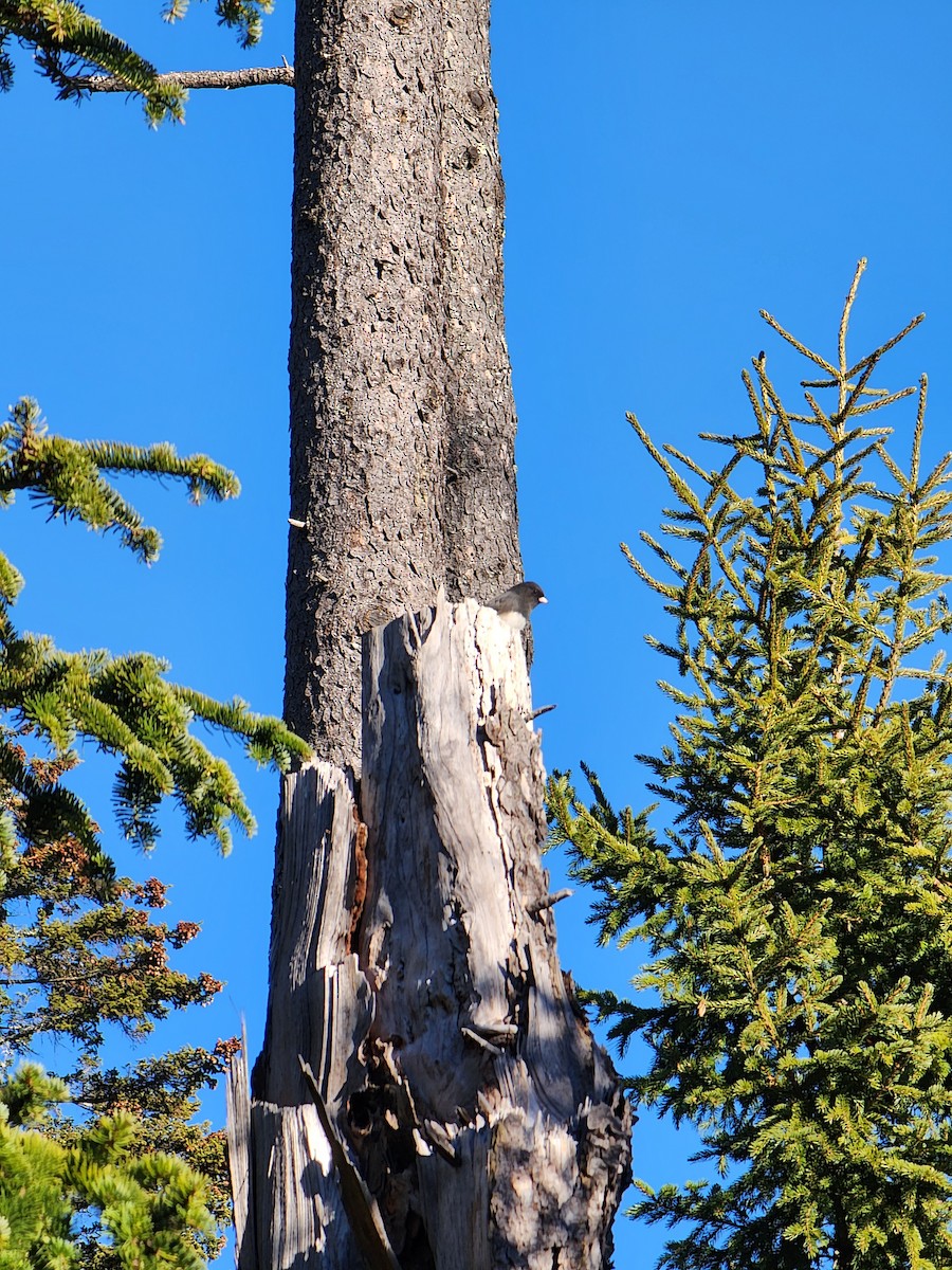 Dark-eyed Junco - ML645504248