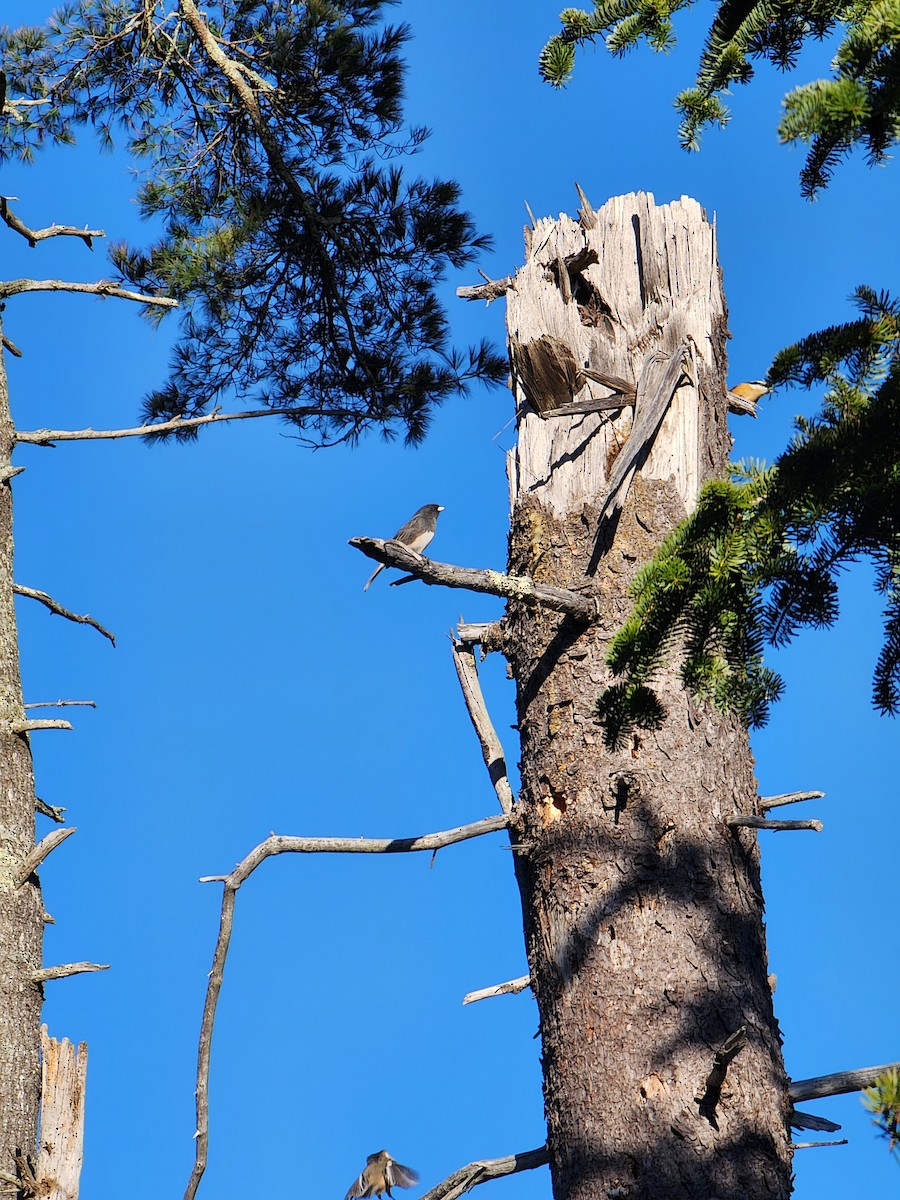 Dark-eyed Junco - ML645504249