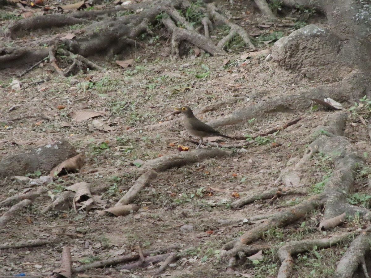 Spectacled Thrush - ML645504250