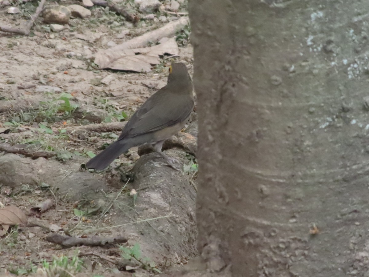 Spectacled Thrush - ML645504251