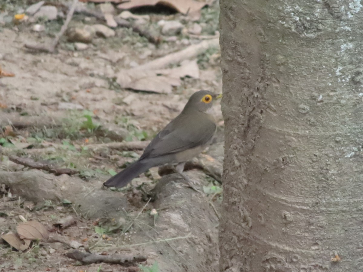 Spectacled Thrush - ML645504252