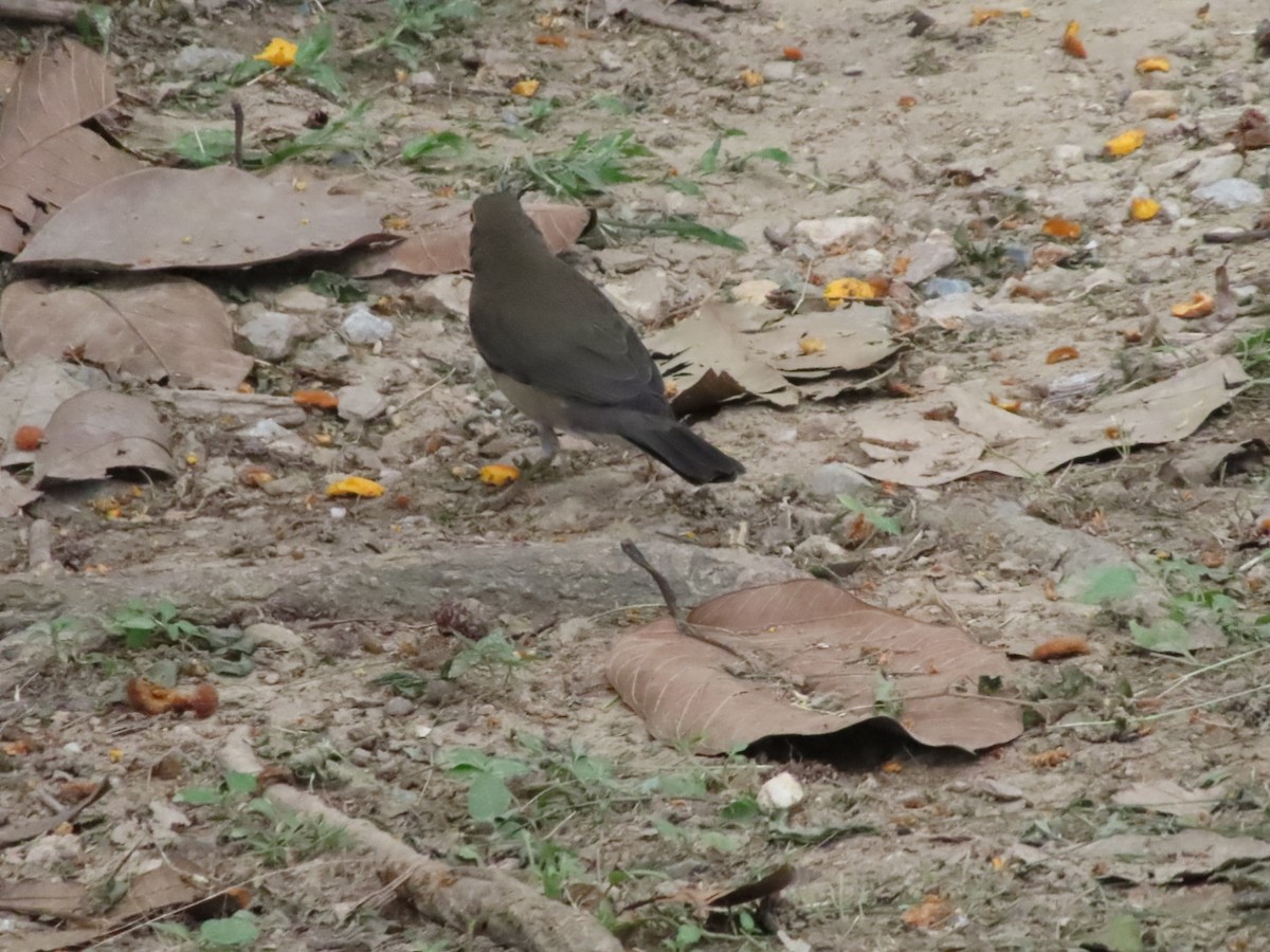 Spectacled Thrush - ML645504253