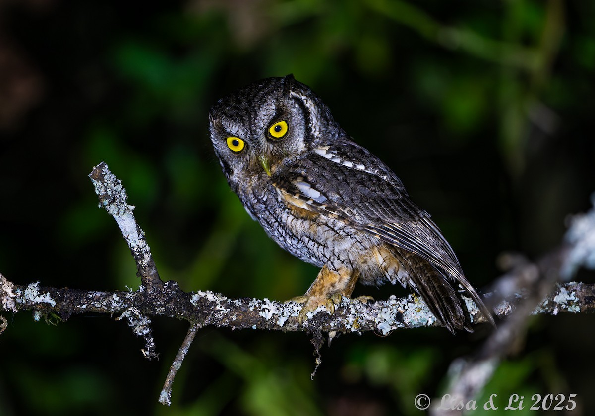Tropical Screech-Owl - ML645504264