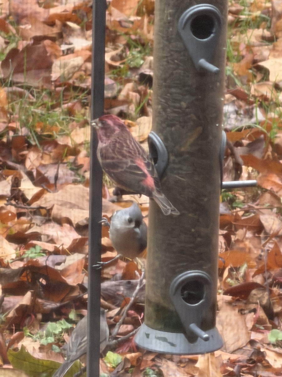 Purple Finch - ML645504272