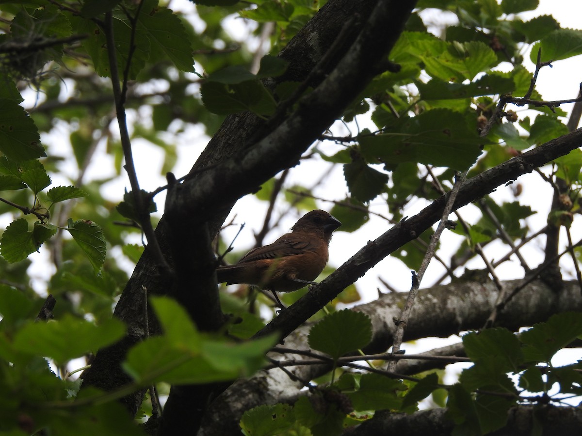Ultramarine Grosbeak - ML645504277
