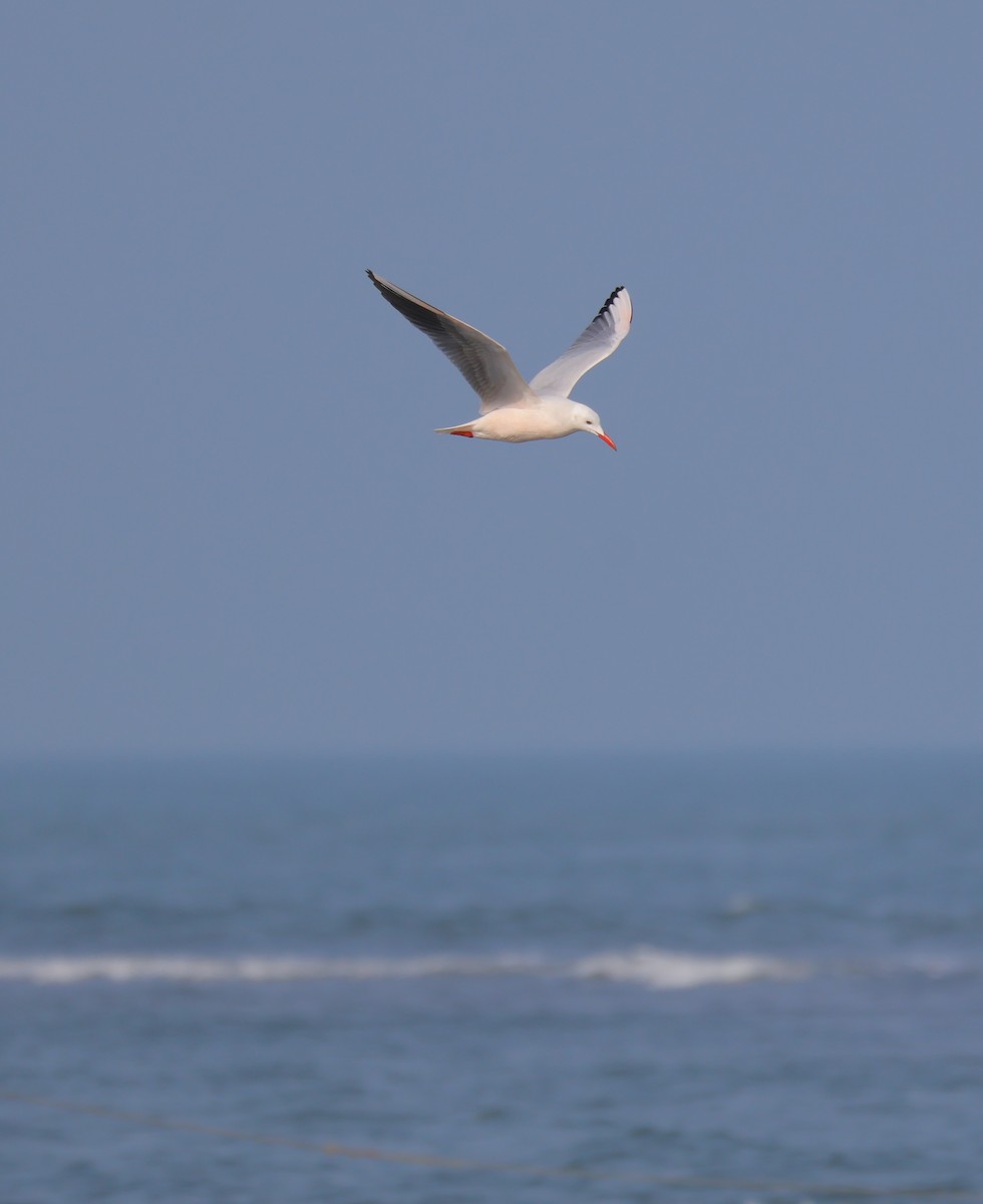 Slender-billed Gull - ML645504286