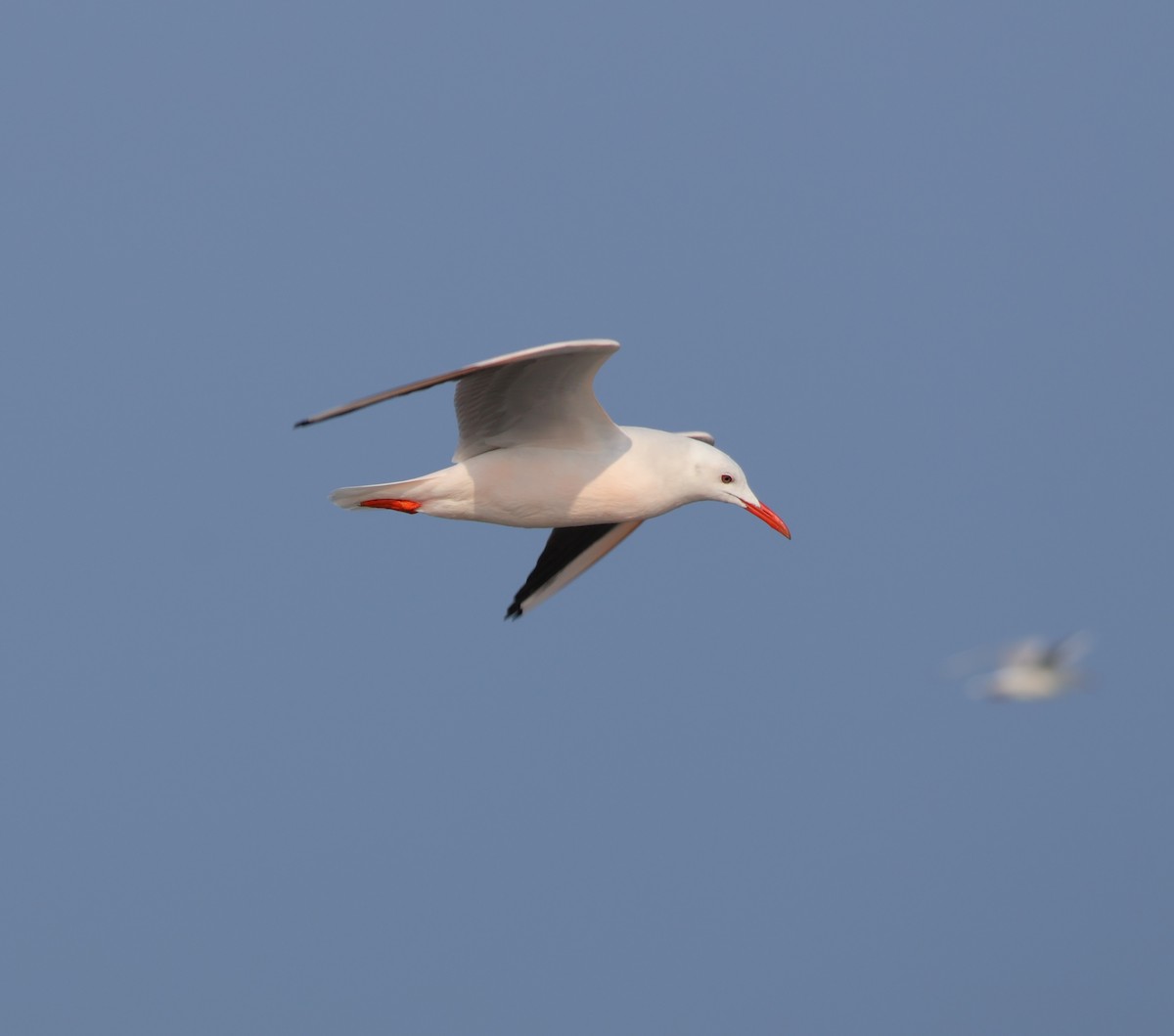 Slender-billed Gull - ML645504287