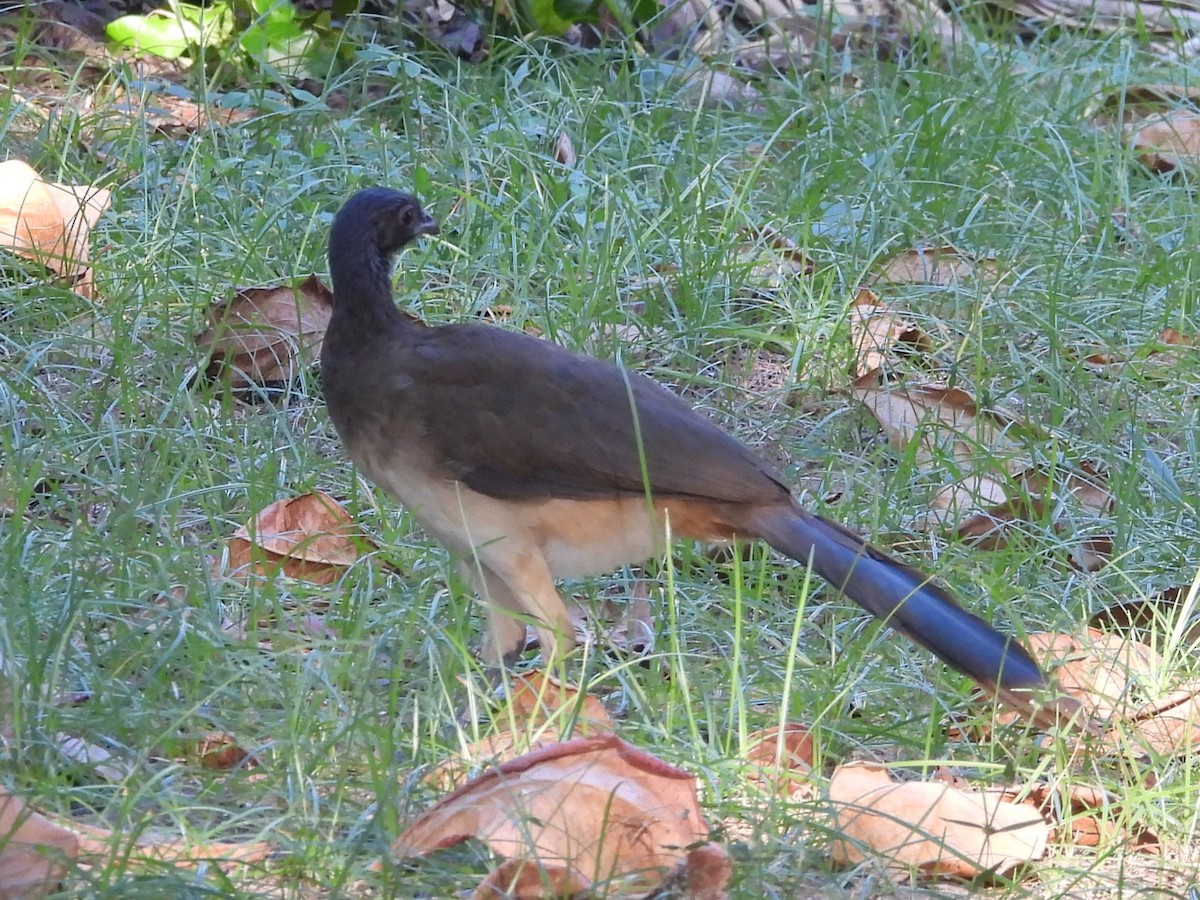 West Mexican Chachalaca - ML645504289