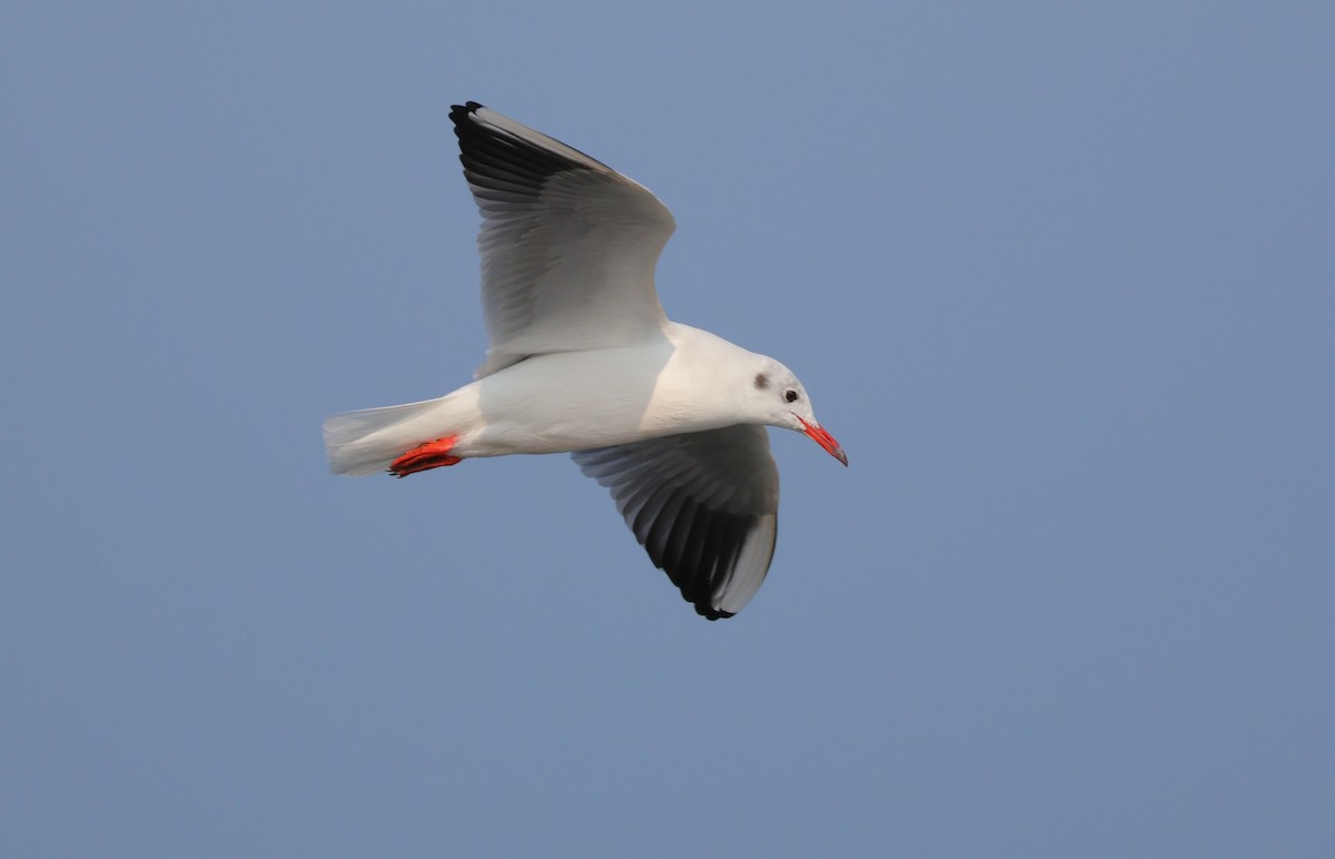 Black-headed Gull - ML645504298
