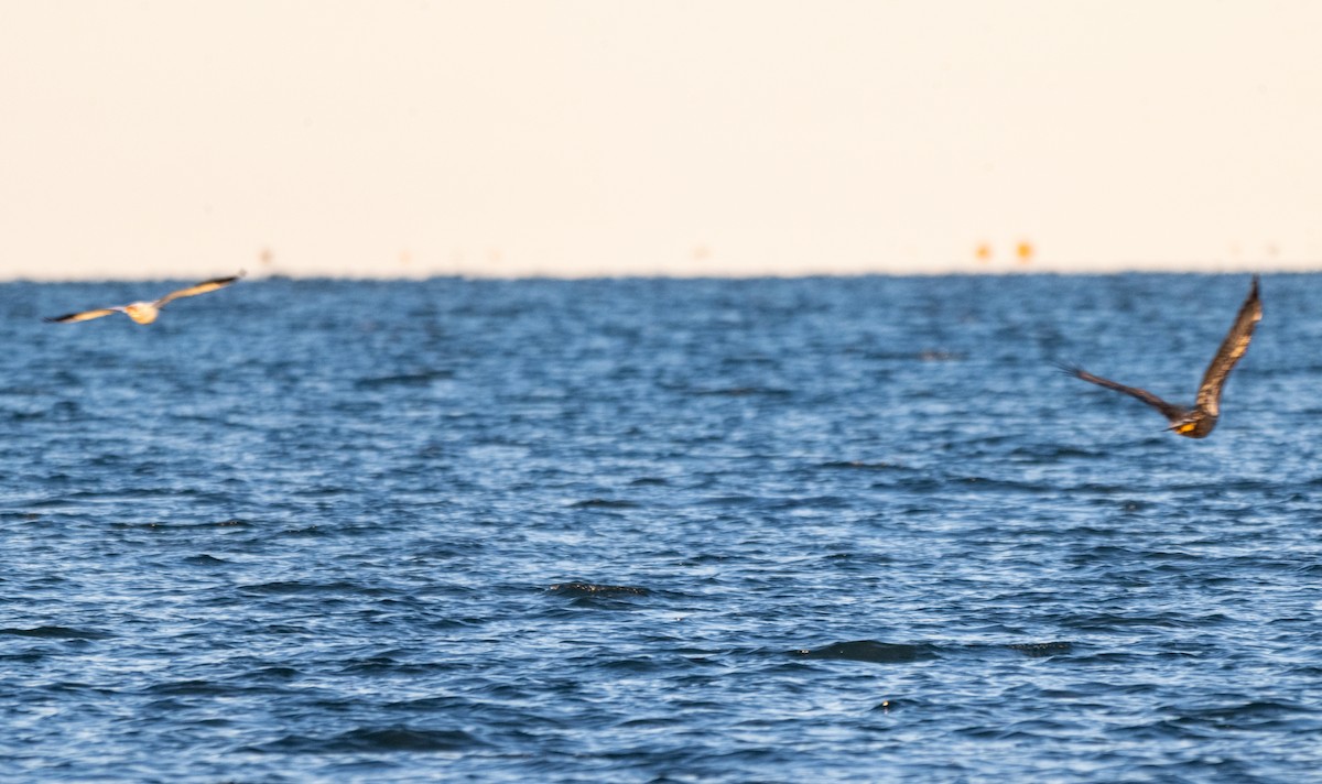 Schneegans - ML645504299