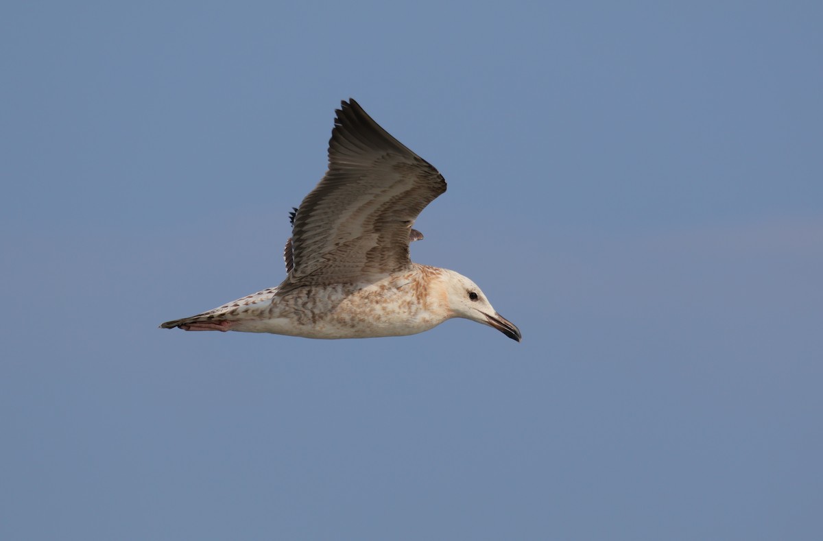 Caspian Gull - ML645504302