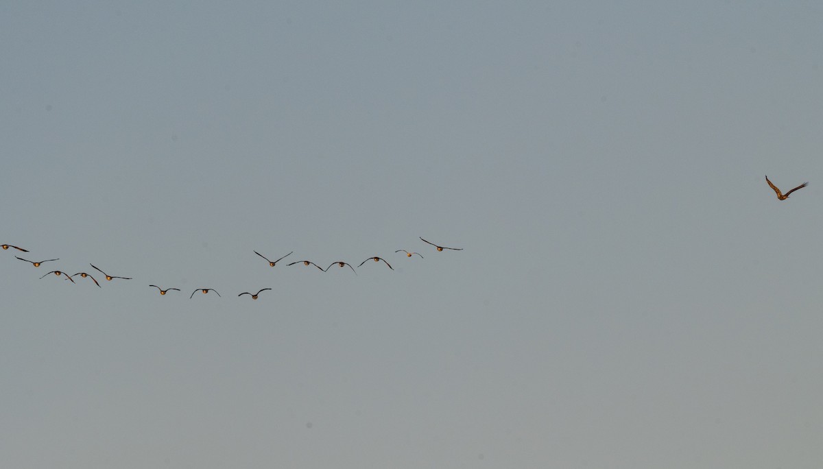 Schneegans - ML645504315