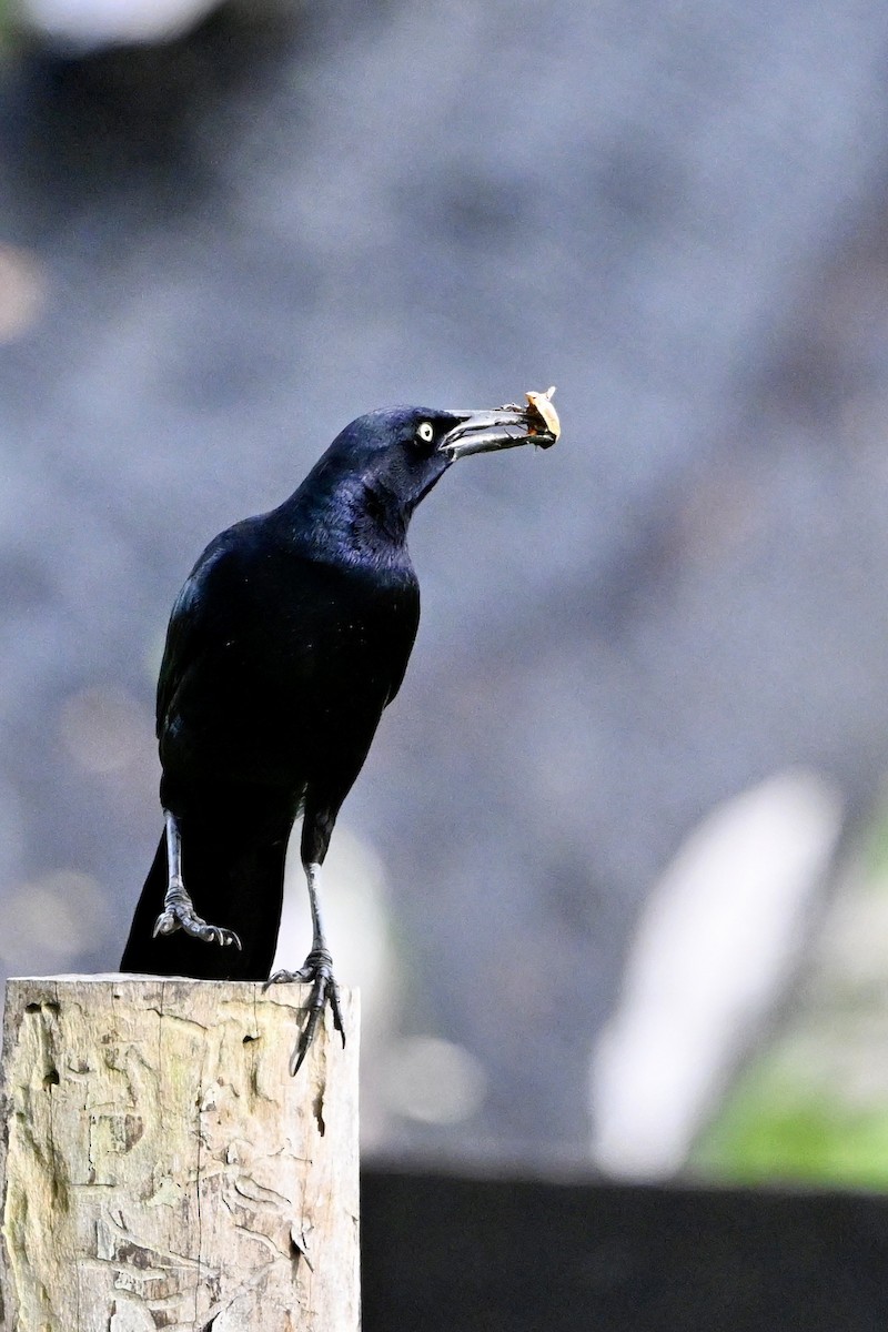 Great-tailed Grackle - ML645504317