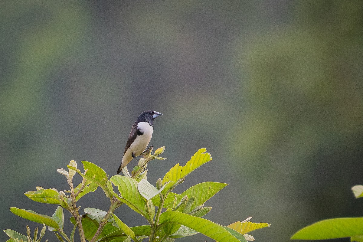 Magpie Mannikin - ML645504318