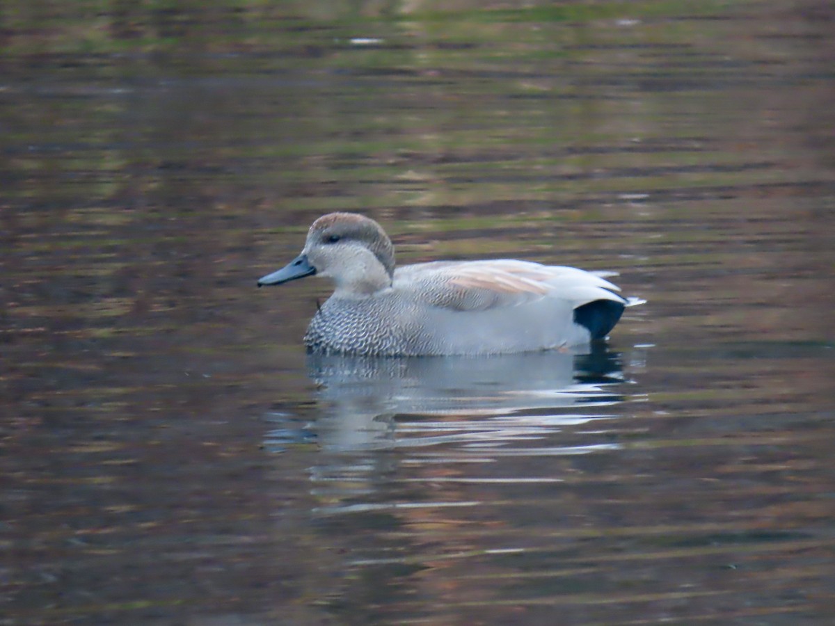 Ipar-ahatea - ML645504327