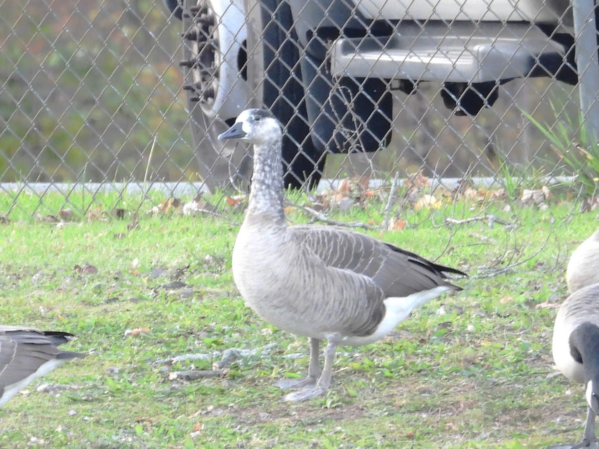 berneška velká - ML645504328