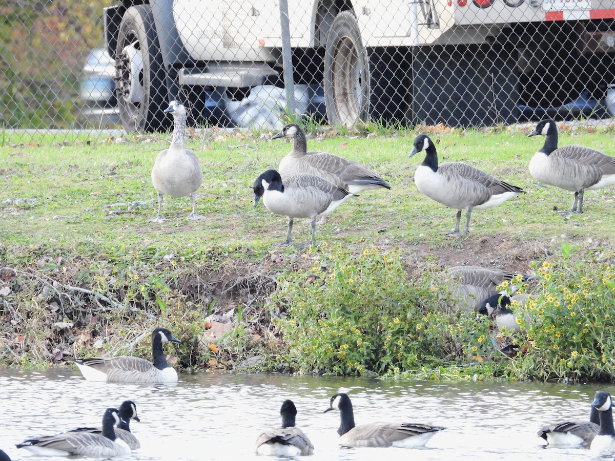 berneška velká - ML645504330