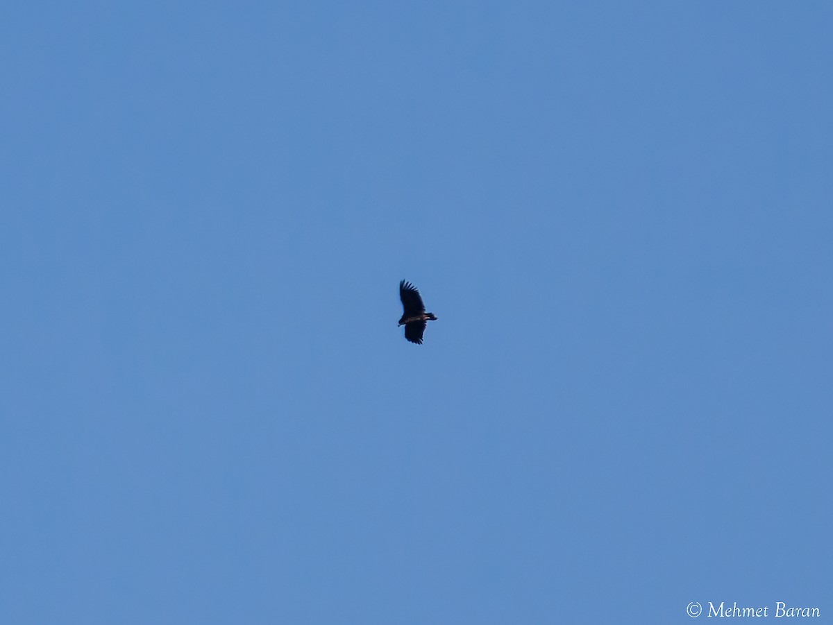 Sai beltza - ML645504336