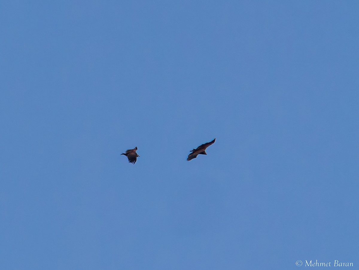 Sai beltza - ML645504337