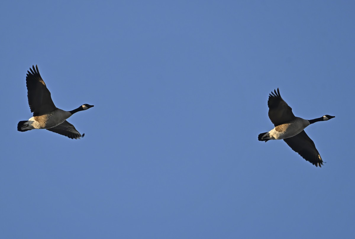 berneška velká - ML645504342