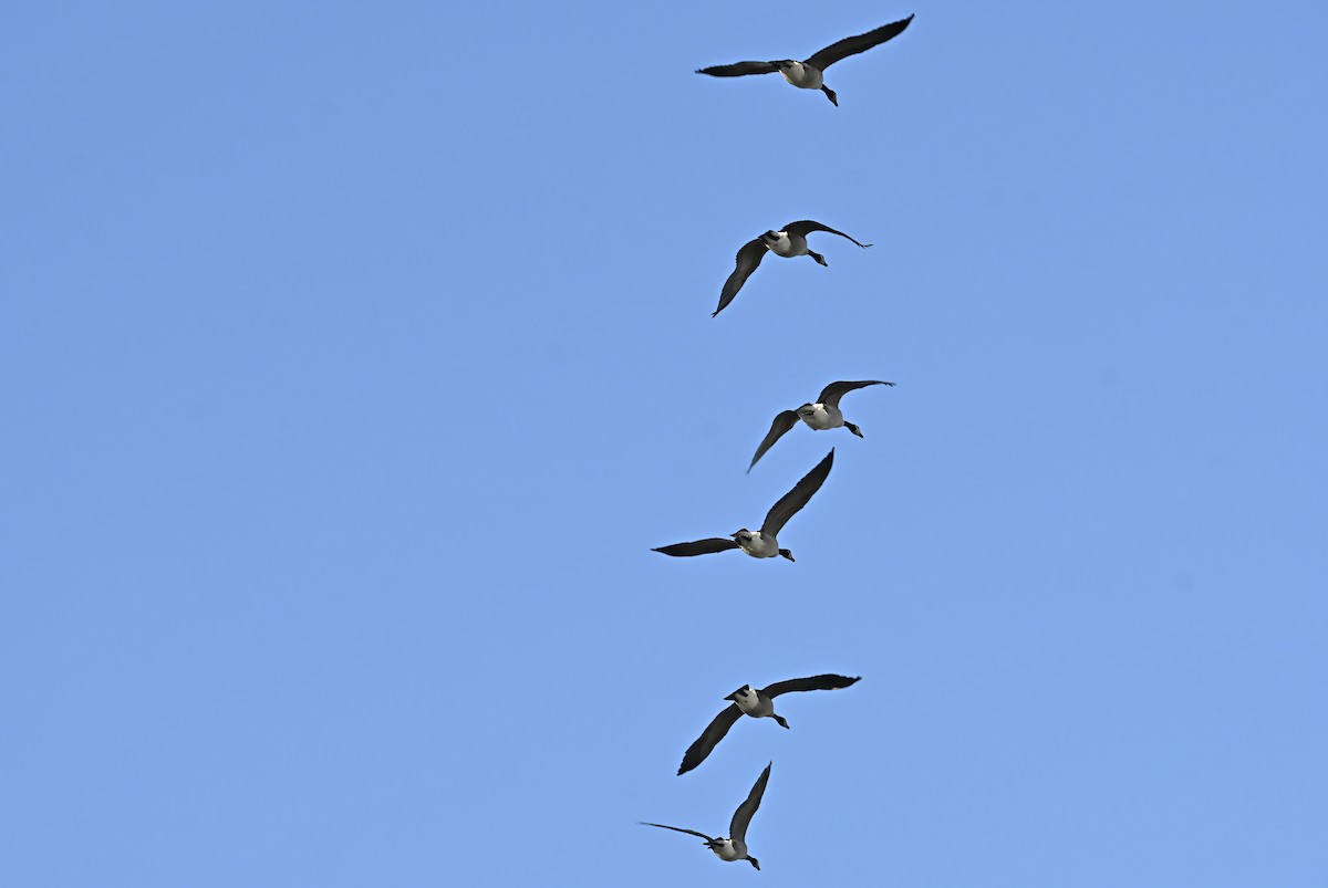 berneška velká - ML645504343