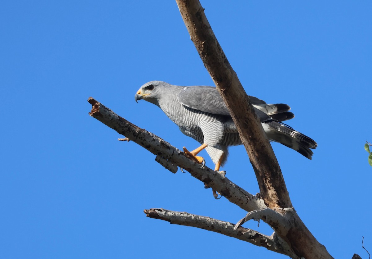 Gray Hawk - ML645504344