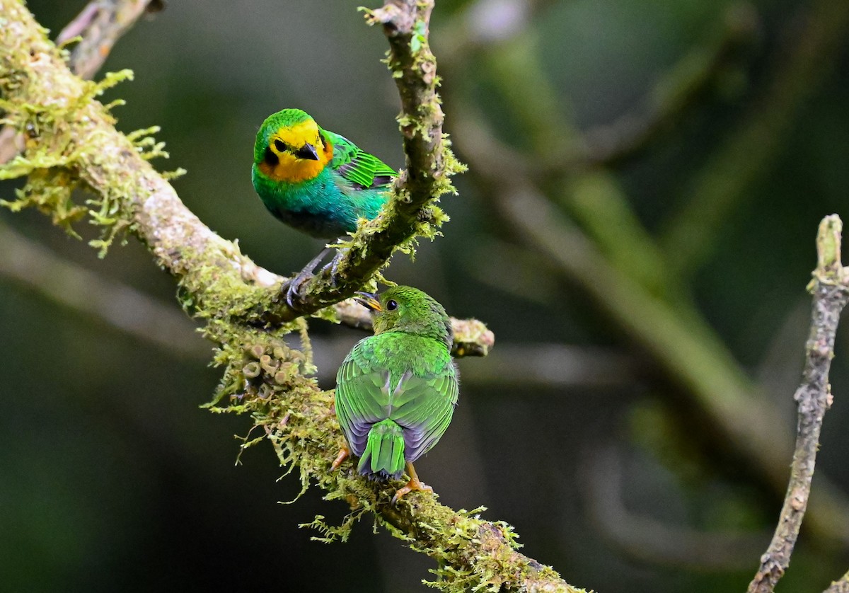 Multicolored Tanager - ML645504346
