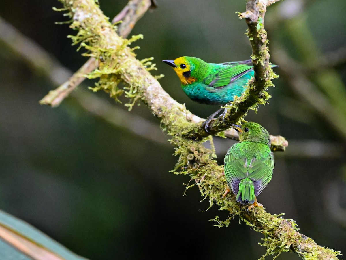 Multicolored Tanager - ML645504347