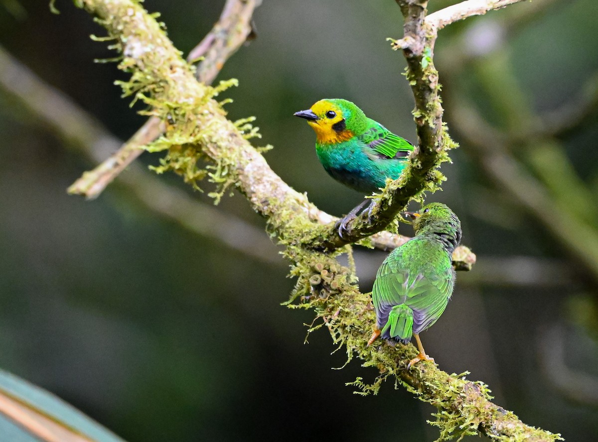 Multicolored Tanager - ML645504349