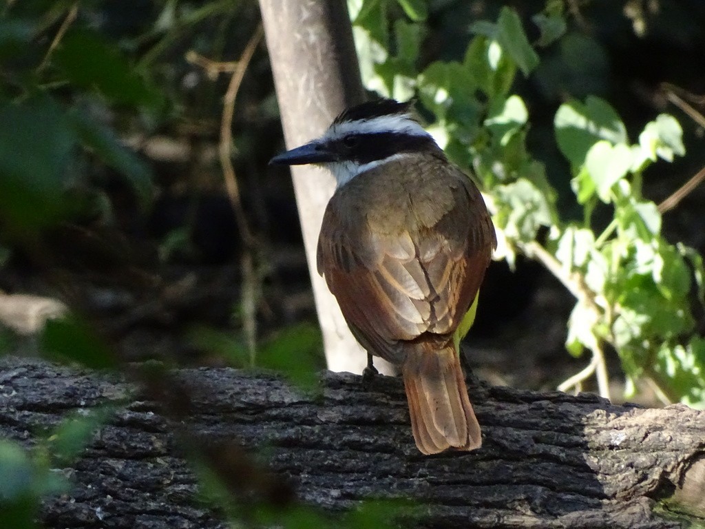 Great Kiskadee - ML645504353