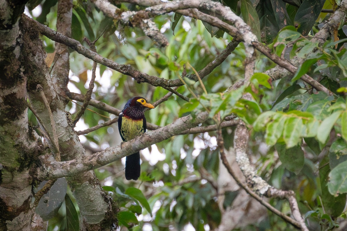 Eastern Yellow-billed Barbet - ML645504355