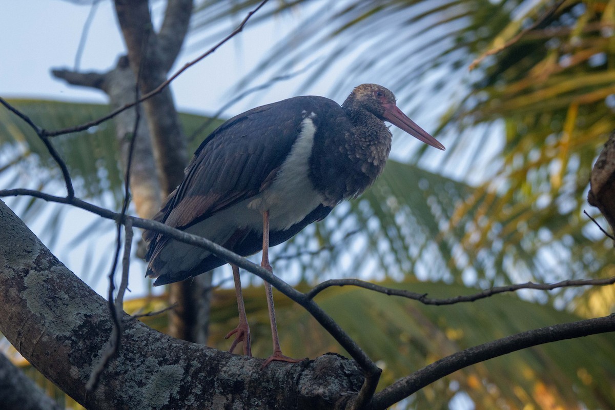 Black Stork - ML645504357