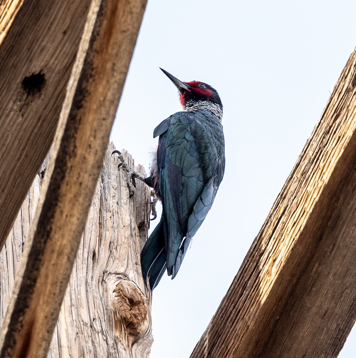 Lewis's Woodpecker - ML645504358