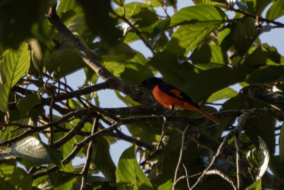 Fiery Minivet - ML645504360